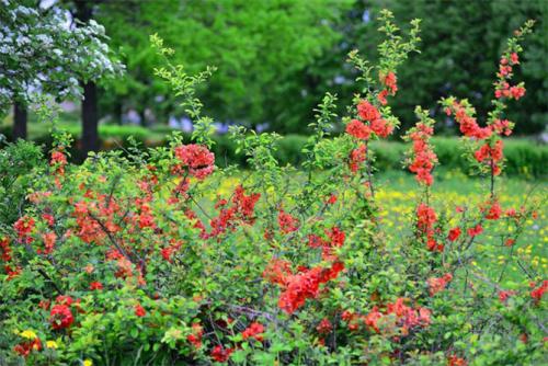 Айва японская или хеномелес. Описание растения