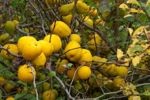 Айва японская или хеномелес. Описание растения