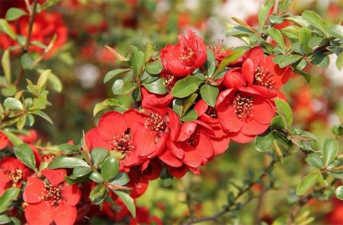 Айва японская или хеномелес. Описание растения