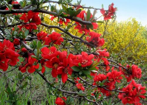 Айва японская или хеномелес. Описание растения