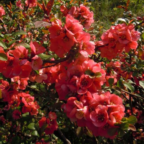 Айва японская или хеномелес. Описание растения