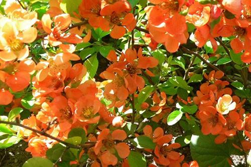 Айва японская или хеномелес. Описание растения 24