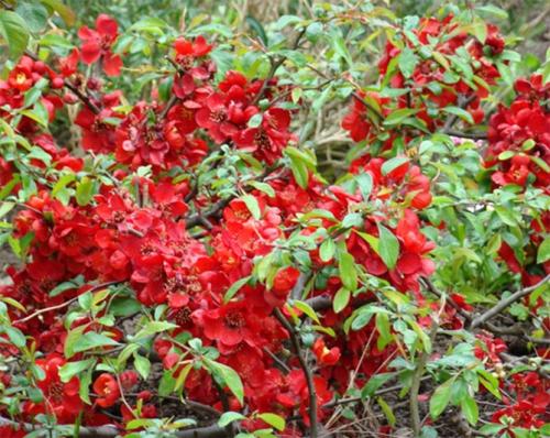 Айва японская или хеномелес. Описание растения