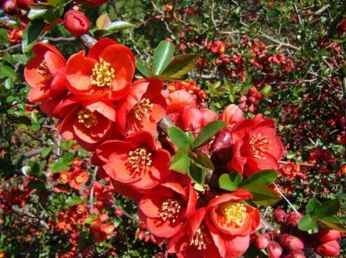 Айва японская или хеномелес. Описание растения