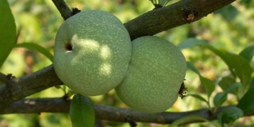 Айва японская из семян. Видео: цветение хеномелеса