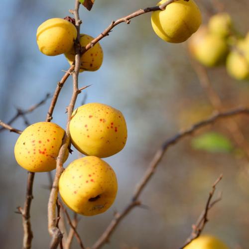 Айва японская или хеномелес. Описание растения