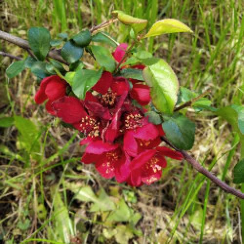 Айва японская из семян форум. Re: Айва японская (Chaenomeles japonica)