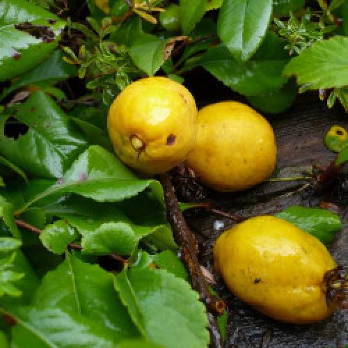 Айва японская из семян форум. Re: Айва японская (Chaenomeles japonica)