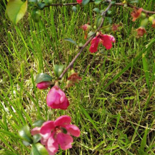 Айва японская из семян форум. Re: Айва японская (Chaenomeles japonica)