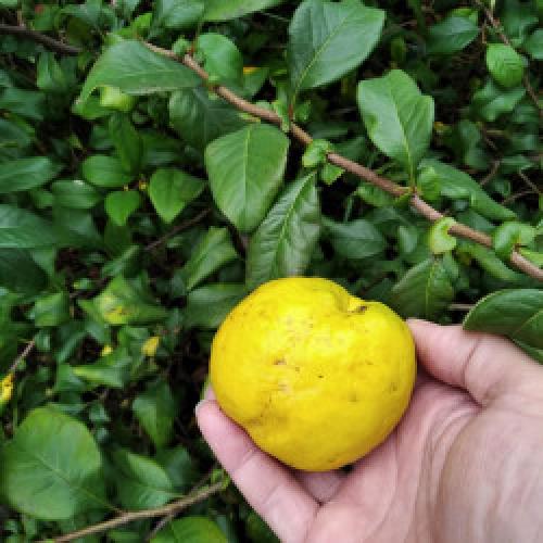 Айва японская из семян форум. Re: Айва японская (Chaenomeles japonica)