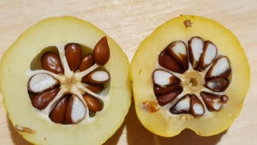 Айва кустарник. Айва японская: описание