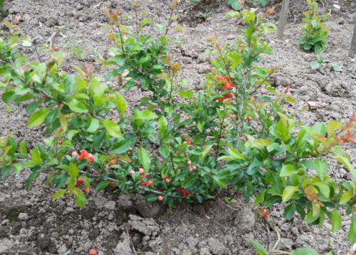 Карликовая айва. Условия выращивания хеномелеса японского