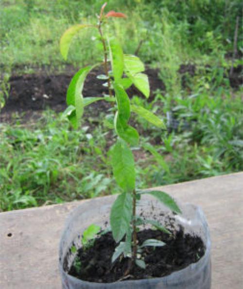 Карликовая айва. Условия выращивания хеномелеса японского