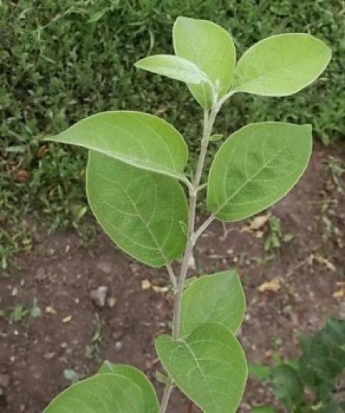Айва японская размножение черенками. Два популярных способа размножения айвы: черенками и молодой порослью 03
