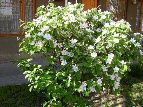 Айва японская из семян. Разведение косточками