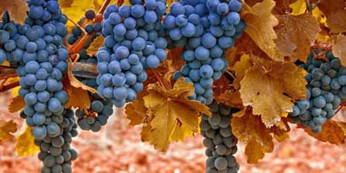 Как обеспечить правильную подкормку винограда. Минеральные удобрения