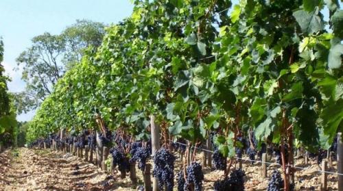 Что нужно знать о почвах для выращивания винограда. Какую почву любит виноград?