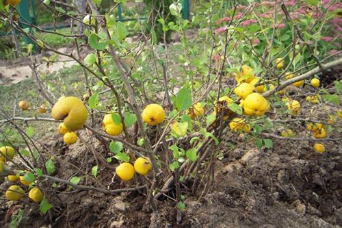 Как вырастить японскую айву. Выращивание и уход за японской айвой в открытом грунте: как правильно посадить кустарник 04