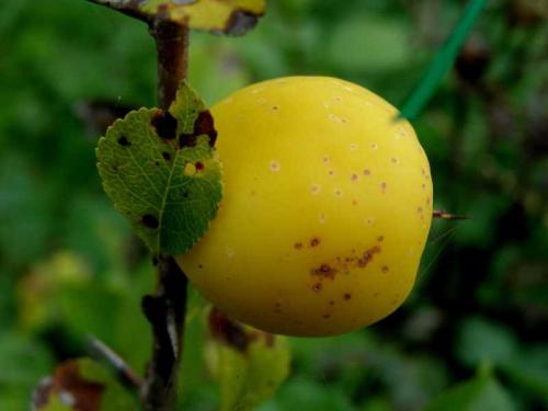 Как вырастить японскую айву. Выращивание и уход за японской айвой в открытом грунте: как правильно посадить кустарник 22