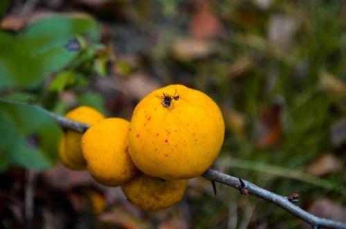 Как вырастить японскую айву. Выращивание и уход за японской айвой в открытом грунте: как правильно посадить кустарник 24