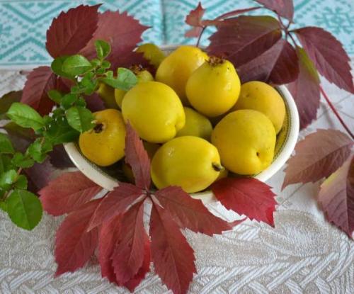 Как вырастить японскую айву. Выращивание и уход за японской айвой в открытом грунте: как правильно посадить кустарник 25