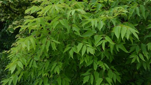 Как уничтожить кленовые заросли. Вкратце для тех кто не видел эту статью и не видел видосик, расскажу сам способ - принцип борьбы 07 Как уничтожить кленовые заросли. Вкратце для тех кто не видел эту статью и не видел видосик, расскажу сам способ - принцип борьбы 07