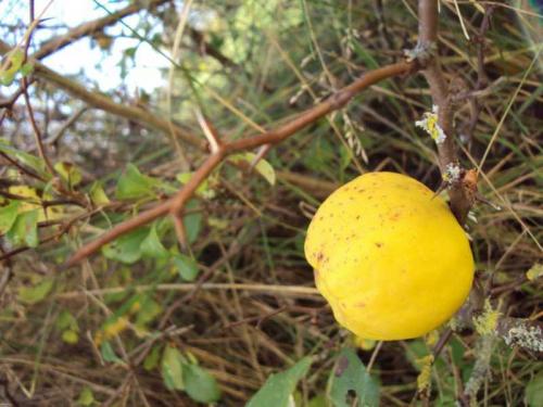 Как вырастить японскую айву. Выращивание и уход за японской айвой в открытом грунте: как правильно посадить кустарник 21