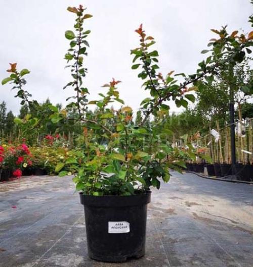 Айва японская зимостойкость. Описание растения и интересные факты о хеномелесе (айве японской)