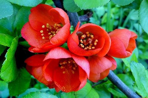 Как вырастить японскую айву. Выращивание и уход за японской айвой в открытом грунте: как правильно посадить кустарник 11