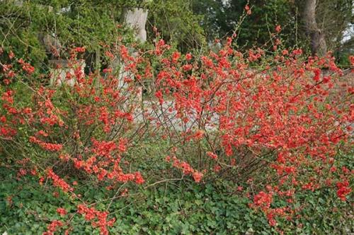 Айва японская зимостойкость. Описание растения и интересные факты о хеномелесе (айве японской)