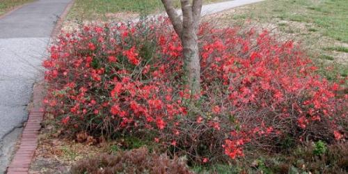 Айва японская посадка и уход. Видео: цветение хеномелеса