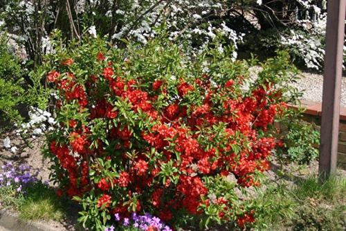 Как вырастить японскую айву. Выращивание и уход за японской айвой в открытом грунте: как правильно посадить кустарник 02