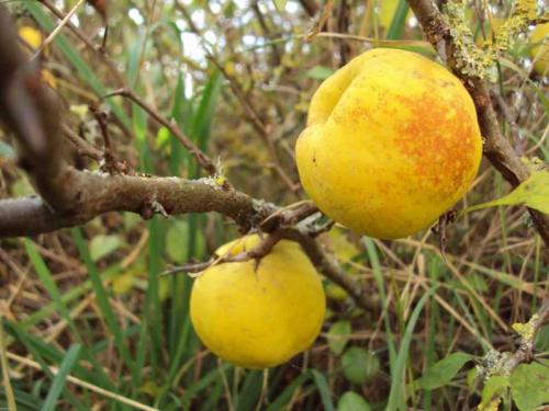 Как вырастить японскую айву. Выращивание и уход за японской айвой в открытом грунте: как правильно посадить кустарник 23