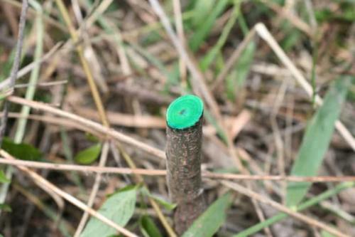 Как уничтожить кленовые заросли. Вкратце для тех кто не видел эту статью и не видел видосик, расскажу сам способ - принцип борьбы 04 Как уничтожить кленовые заросли. Вкратце для тех кто не видел эту статью и не видел видосик, расскажу сам способ - принцип борьбы 04