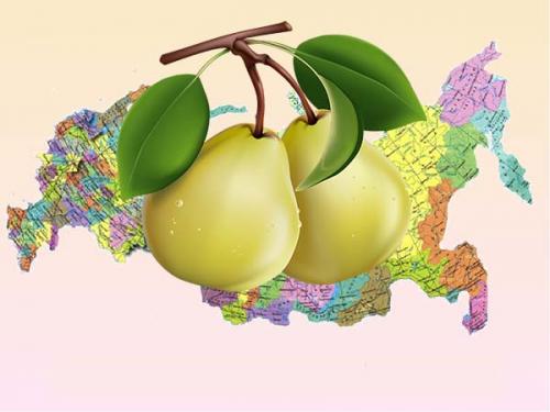 Когда сажать яблони и груши весной. Когда сажать грушу весной: выбираем лучшее время для посадки