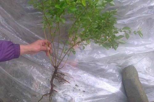 Как вырастить айву японскую в саду. Как подготовить участок и посадить айву