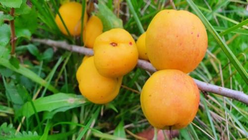 Японская айва. Айва японская: описание