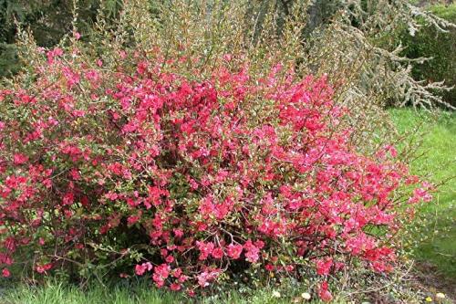 Как вырастить айву японскую в саду. Как подготовить участок и посадить айву 10