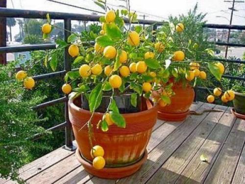 Уход за лимонником в домашних условиях. Домашний лимон: уход в домашних условиях и фото