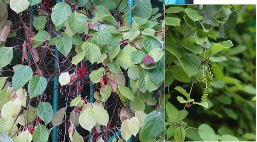 Подготовка к посеву семян лимонника. Посадка лимонника: подготовка почвы и посадочных ям 04 Подготовка к посеву семян лимонника. Посадка лимонника: подготовка почвы и посадочных ям 04