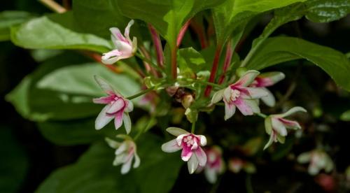 Подготовка к посеву семян лимонника. Посадка лимонника: подготовка почвы и посадочных ям 06 Подготовка к посеву семян лимонника. Посадка лимонника: подготовка почвы и посадочных ям 06