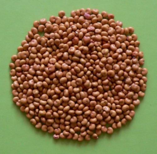 Подготовка к посеву семян лимонника. Посадка лимонника: подготовка почвы и посадочных ям 13 Подготовка к посеву семян лимонника. Посадка лимонника: подготовка почвы и посадочных ям 13