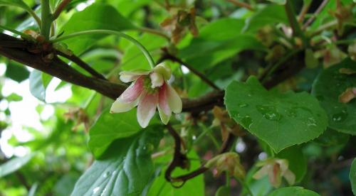 Подготовка к посеву семян лимонника. Посадка лимонника: подготовка почвы и посадочных ям 07 Подготовка к посеву семян лимонника. Посадка лимонника: подготовка почвы и посадочных ям 07