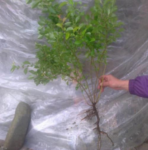 Карликовая айва. Условия выращивания хеномелеса японского