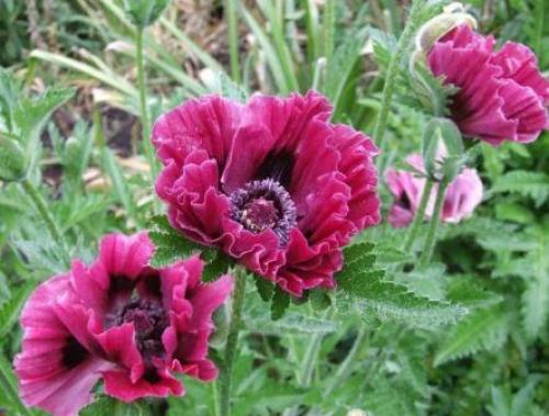 Посадка мака корневищем. Садовый мак восточный, правила выращивания на клумбе