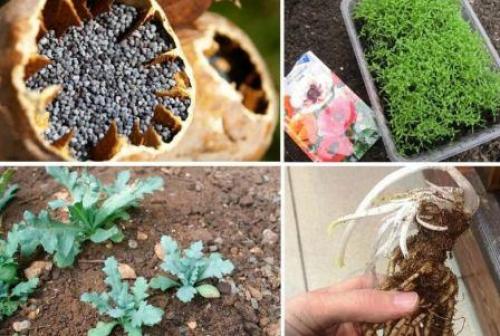 Посадка мака корневищем. Садовый мак восточный, правила выращивания на клумбе