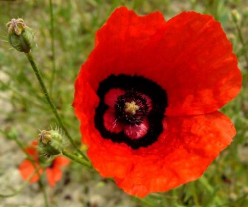 Как отличить декоративный мак от опийного. Какие сорта мака можно выращивать безбоязненно