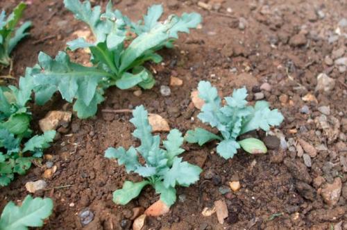 Посадка мака декоративного. Выращивание мака из семян