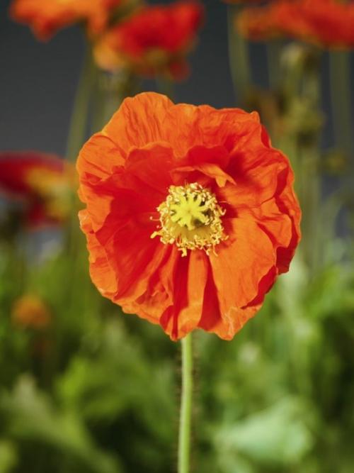 Как отличить декоративный мак от опийного. Какие сорта мака можно выращивать безбоязненно