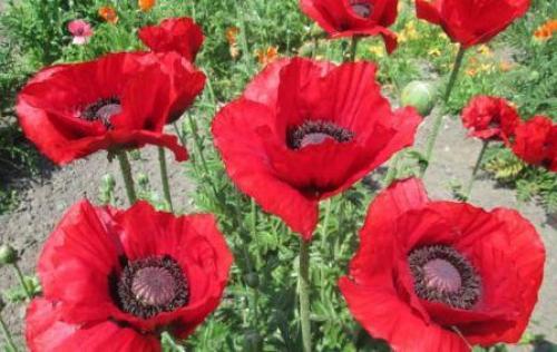 Посадка мака корневищем. Садовый мак восточный, правила выращивания на клумбе